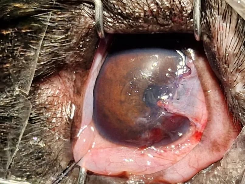 Corneal ulcer (desmetocele) at Lakshmi Animal Care Clinic