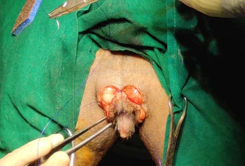 Recurrent vulval skin fold dermatitis, and uti at Lakshmi Animal Care Clinic