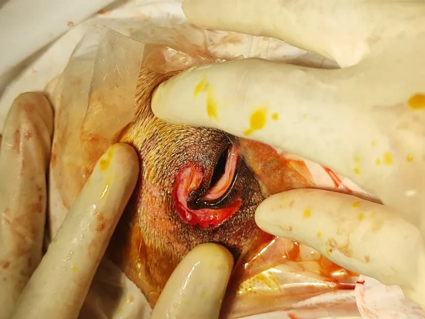 Lateral angular entropion at Lakshmi Animal Care Clinic