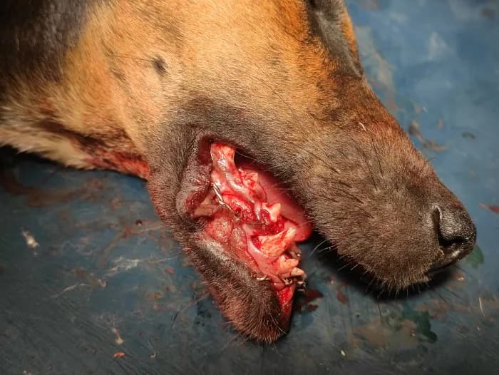 Mandibular horizontal rami fracture (lower jaw fracture) at Lakshmi Animal Care Clinic