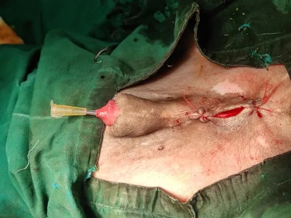 Uretheral stones (calculi) at Lakshmi Animal Care Clinic