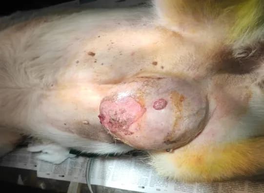 Mammary tumour in right inguinal gland (aka breast cancer) at Lakshmi Animal Care Clinic