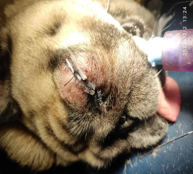 Traumatic proptosis at Lakshmi Animal Care Clinic