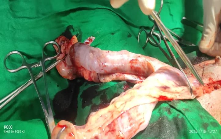 Pus in the uterus (closed pyometra) at Lakshmi Animal Care Clinic