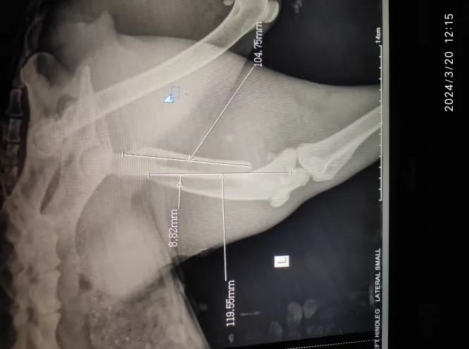 Femur fracture (mid shaft long oblique fracture) at Lakshmi Animal Care Clinic