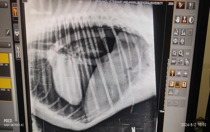 Pneumothorax (air in pleural space) at Lakshmi Animal Care Clinic