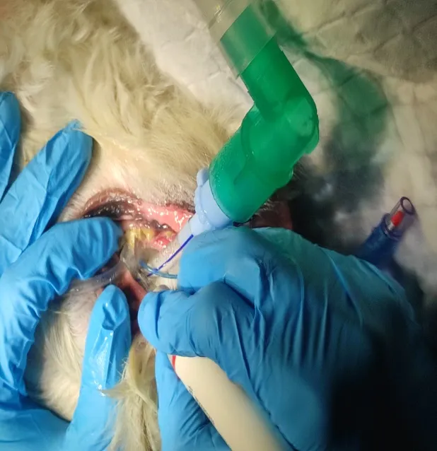Dental tartar/plaque at Lakshmi Animal Care Clinic
