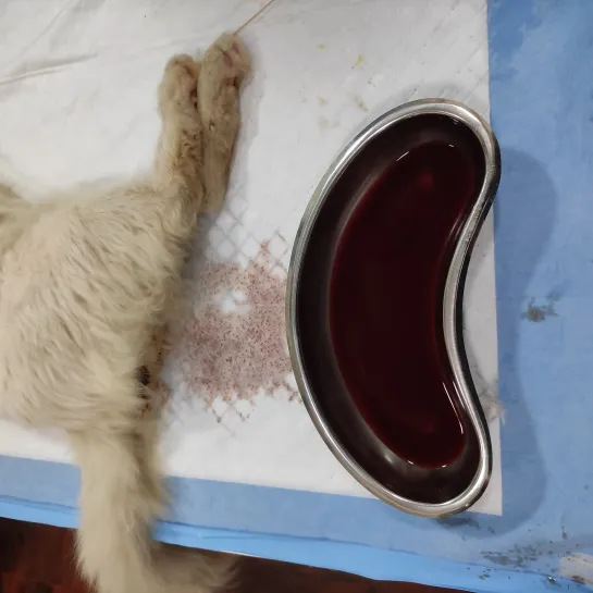 Feline lower urinary tract disease (aka blocked cat) at Lakshmi Animal Care Clinic