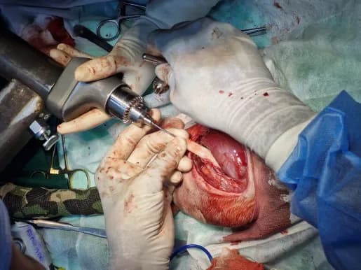 Left femur supracondylar fracture at Lakshmi Animal Care Clinic