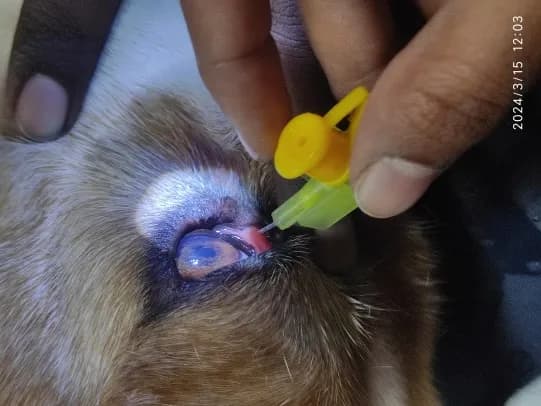 Nasolacrimal duct obstruction at Lakshmi Animal Care Clinic