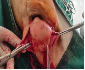 A tumour mass in lower eyelid. aka bovine ocular squamous cell carcinoma at Lakshmi Animal Care Clinic
