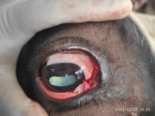 A tumour mass involving third eyelid (aka bovine ocular squamous cell carcinoma) at Lakshmi Animal Care Clinic