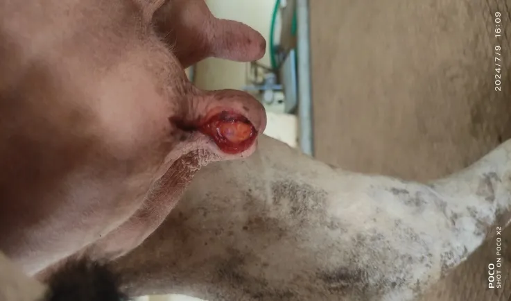 A lacerated wound in the teat surface at Lakshmi Animal Care Clinic