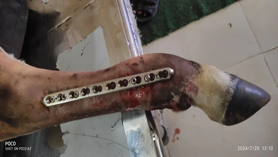 Open metatarsal diaphyseal reducible comminuted fracture at Lakshmi Animal Care Clinic