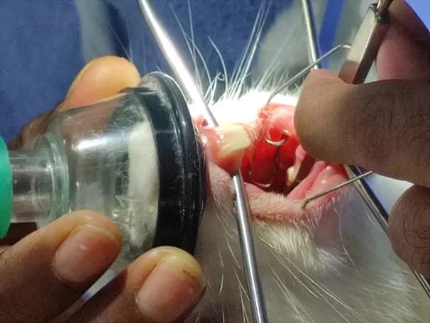 Dental disease induced dacryocystitis, overgrown premolars and molars at Lakshmi Animal Care Clinic
