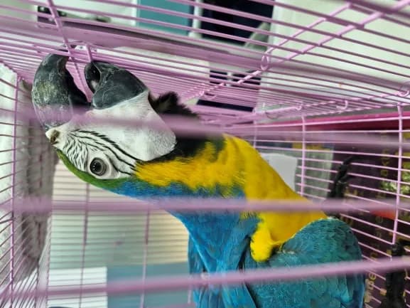 Respiratory tract infection/ pulmonary hypersensitivity (due to close housing with birds like african grey parrots and cockatoos) at Lakshmi Animal Care Clinic