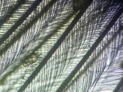 Did a feather microscopy test and found mite infestation at Lakshmi Animal Care Clinic
