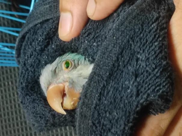 Did a fluorescin dye test and found a corneal ulcer at Lakshmi Animal Care Clinic