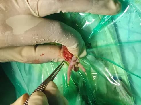 Tibiotarsus closed fracture at Lakshmi Animal Care Clinic