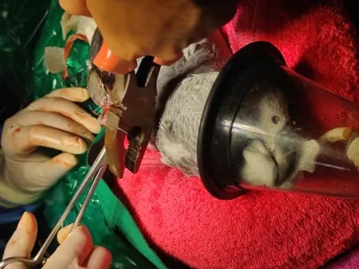Radius ulna closed fracture at Lakshmi Animal Care Clinic