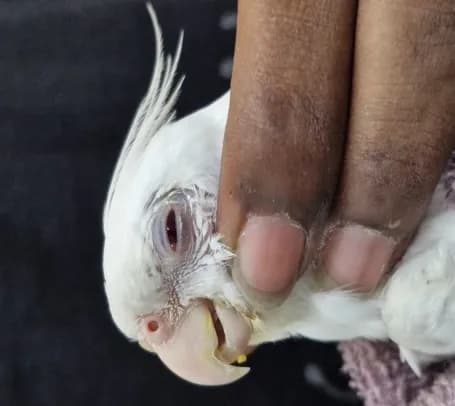 Conjunctival inflammation. suspected allergic cause at Lakshmi Animal Care Clinic
