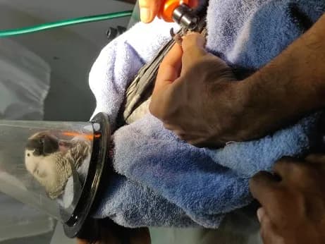 Physical examination was normal at Lakshmi Animal Care Clinic