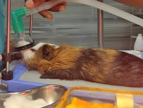 Dental disease at Lakshmi Animal Care Clinic