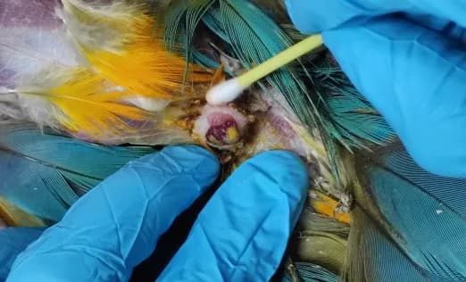 Macaw wasting disease, proventricular dilatation in xray, bacterial infection in intestines. at Lakshmi Animal Care Clinic